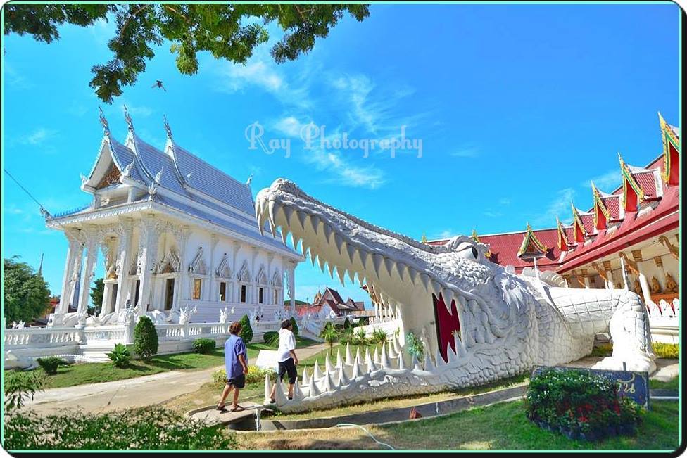 go2Thailand's tweet photo. วัดศรีศรัทธาราม จ.พิจิตร
หรือที่ชาวบ้านเรียกว่า โบสถ์จระเข้  มีจระเข้ล���อมรอบ ทั้งหมด 22 ตัว 
 CR:FB: Rawat Marod https://t.co/YRvpWQnCKH