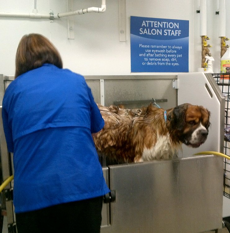MizQkD's tweet photo. Thunder feeling pretty darn good after his grooming :) @petsmart2578 #PetSmart #grooming #owensound #lovesthebath https://t.co/qNRvVCsmSR