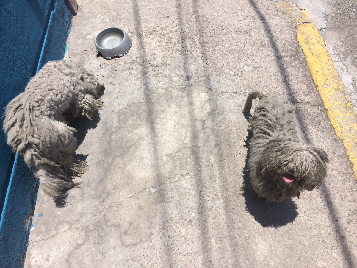 MaferMancillasF's tweet photo. Mis vecinos tienen en súper mal estado a sus perros #ayuda #perrosdf #rescateanimal #brigadaanimal #sanjuandearagon https://t.co/G4BP4cbSQX