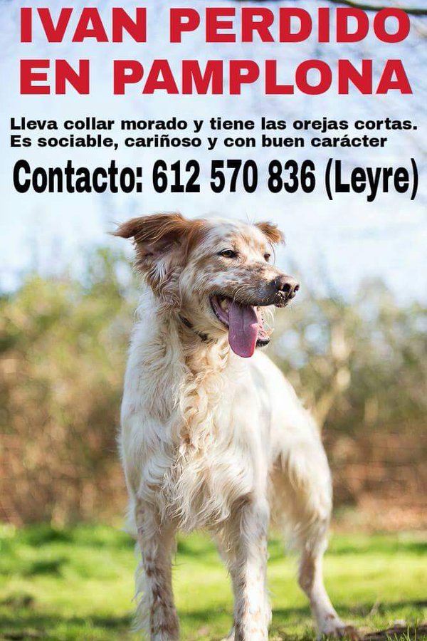 LostAnimales's tweet photo. #Pamplona Perro perdido! #LostAnimals https://t.co/7ljL5Wkw5q