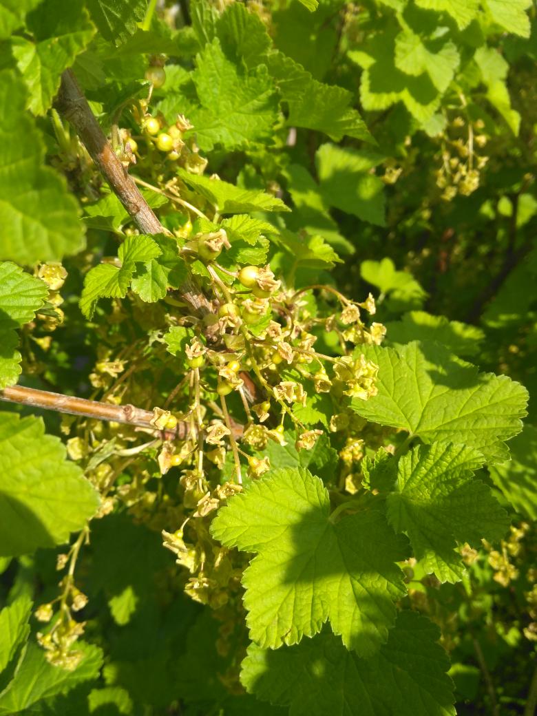 Jack Lenards tweet media