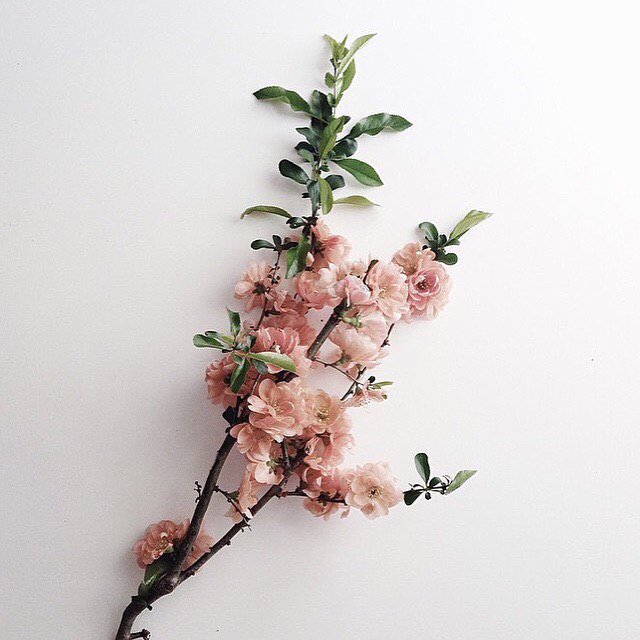llapotheca's tweet photo. Wishing all the mamas out there a beautiful and relaxing Mother's Day 🌸🌿 | photo: @IndieBeautyExpo https://t.co/AhArZSnDJo
