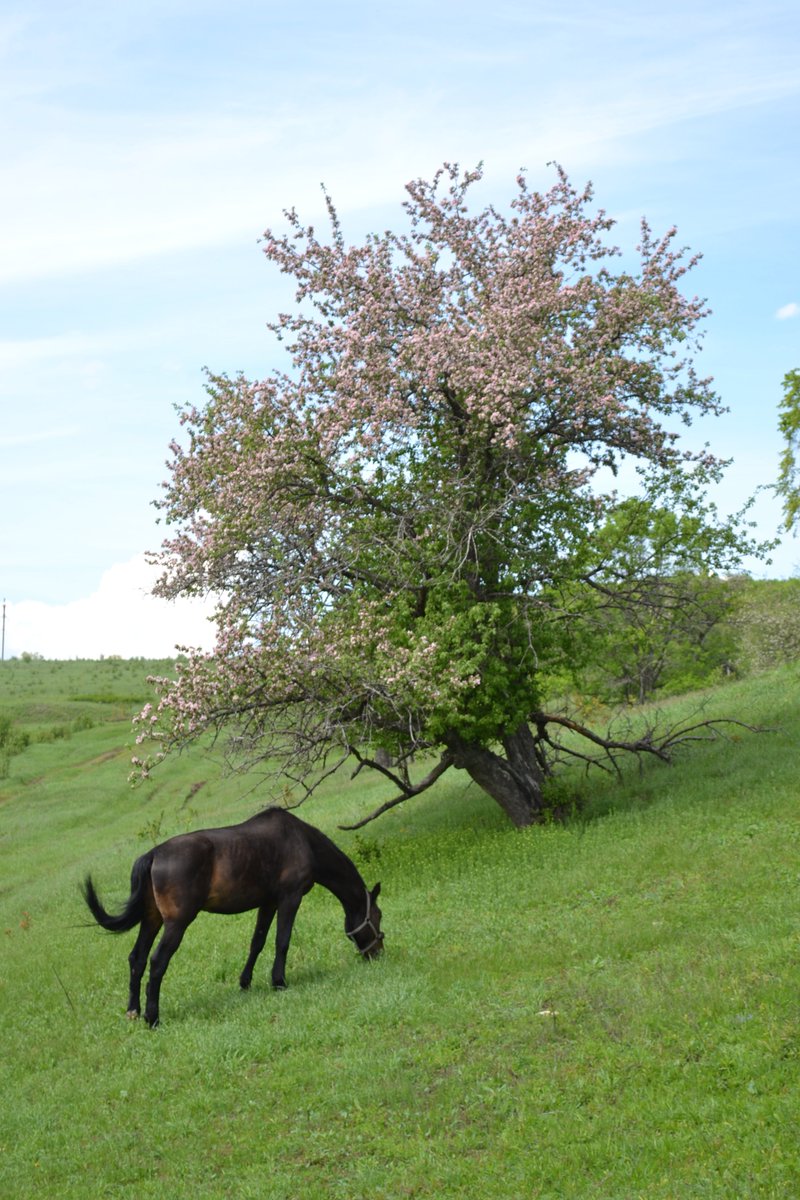 RussVillageTour's tweet photo. Spring. Blooming gardens. Invite guests on a tour of the Russian village. https://t.co/mPTr5Eiet4