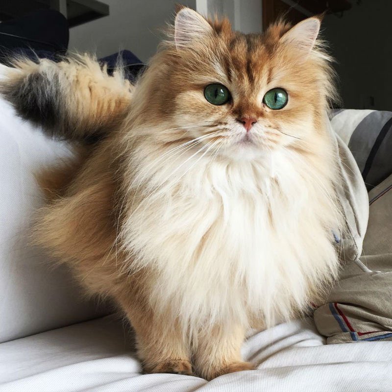 HPfanpotterhead's tweet photo. 18 - Smoothie a été élu le chat le plus photogénique du monde. https://t.co/vpsQFmfcI4