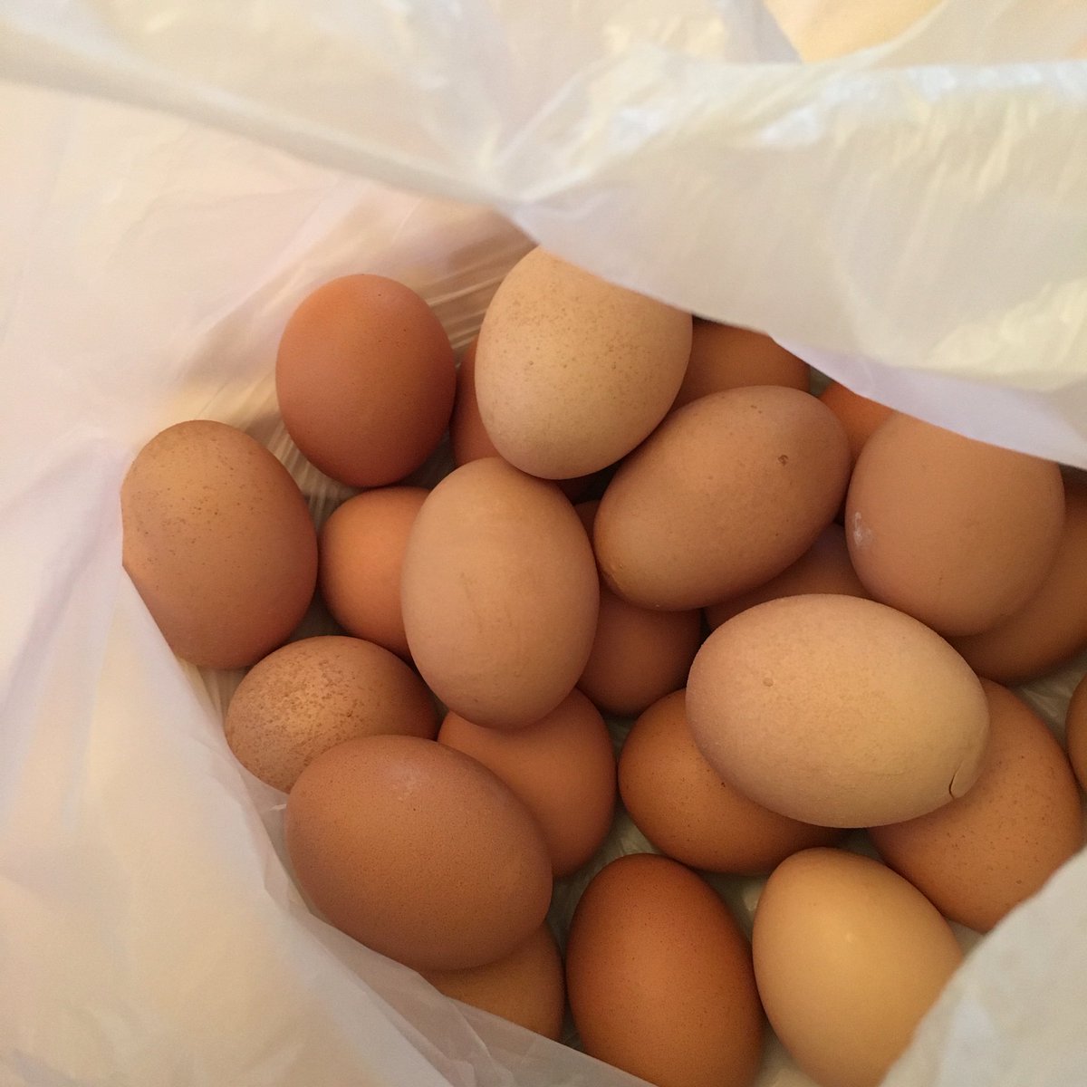 Danni_Wyatt's tweet photo. How the heck are these made and come out of a chicken!?!?! Sooooo fascinating! #loveafreshegg 🐣🐣🐣 https://t.co/IOC921vtRs