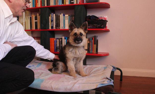 WhatTheFFacts's tweet photo. This is Tiger – He's a three-year-old German Shepard with pituitary dwarfism. https://t.co/ExgEvXeLam