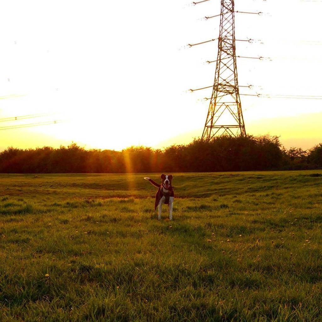 andycowley_'s tweet photo. Lovely day #MarloweTheMagnificent #dog #dogsofinstagram #cute #instapet #weeklyfluff #igpe… https://t.co/bP0aUsdlEH https://t.co/TyYsjUmsxn