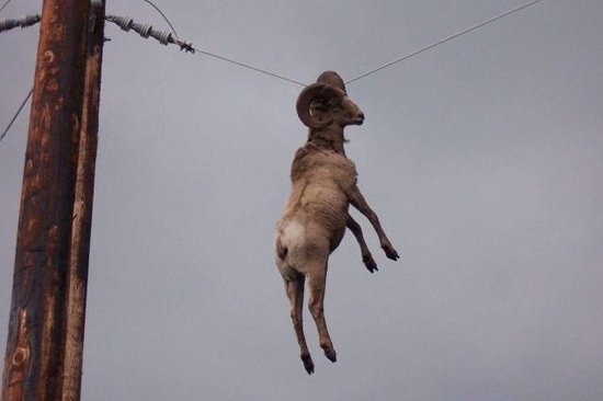 unchavalito's tweet photo. RT SI TE PREGUNTAS COMO HAN LLEGADO HASTA AHÍ ESTOS ANIMALES https://t.co/HHjDMosx51