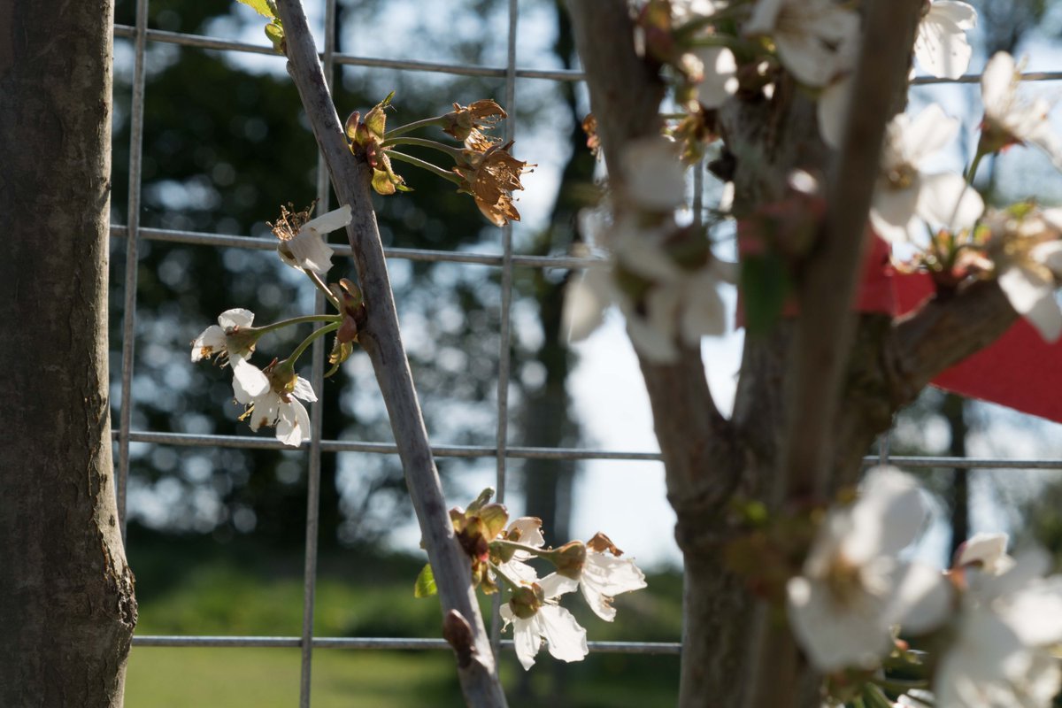 FarsleyOrchard's tweet image. Beautiful day to go down to see how much the trees have developed already in 6 weeks.