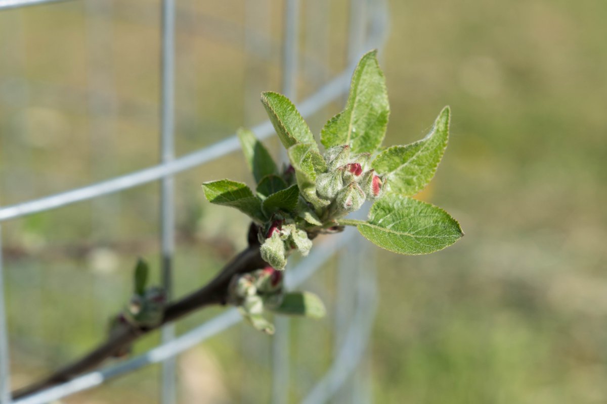 FarsleyOrchard's tweet image. Beautiful day to go down to see how much the trees have developed already in 6 weeks.