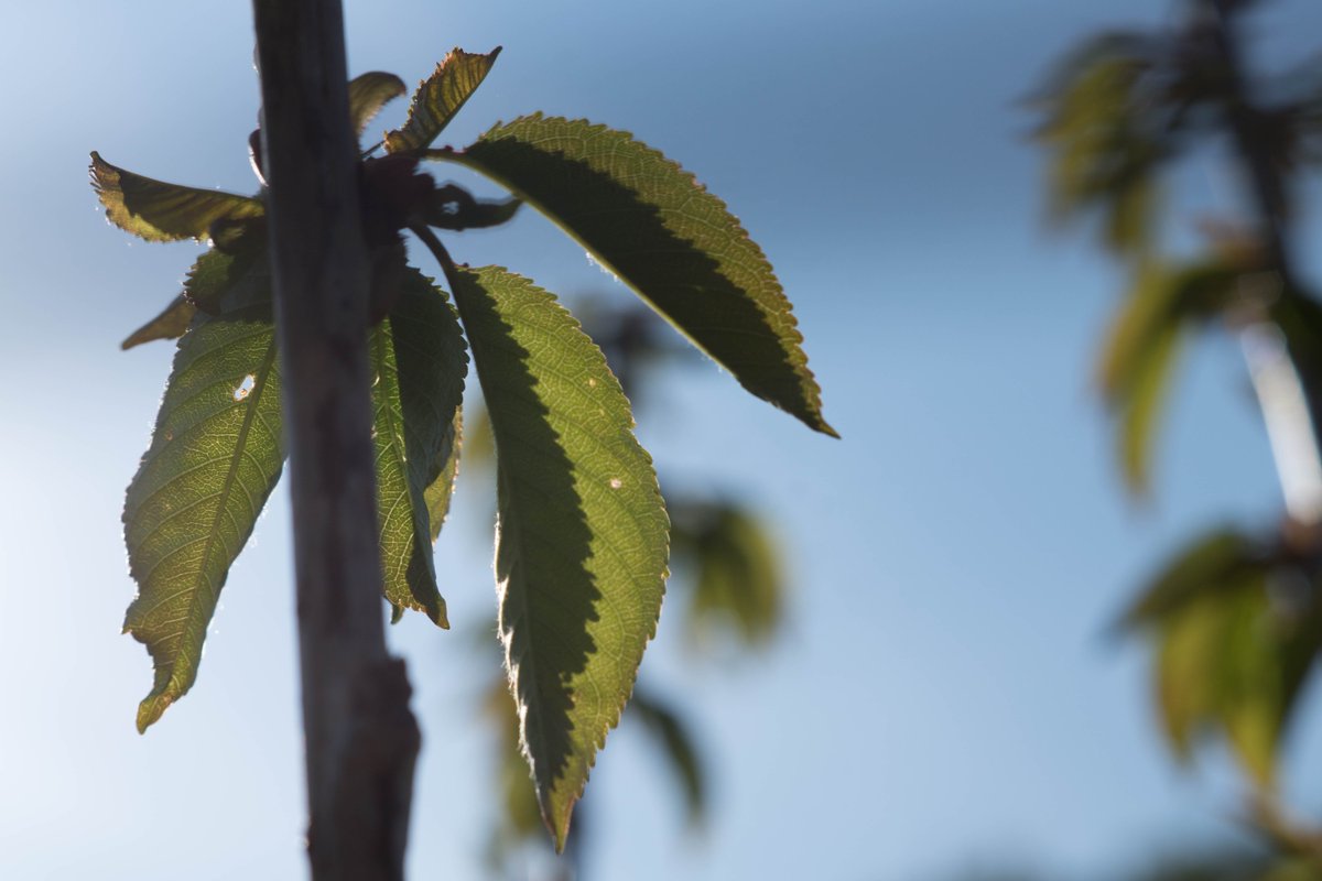 FarsleyOrchard's tweet image. Beautiful day to go down to see how much the trees have developed already in 6 weeks.