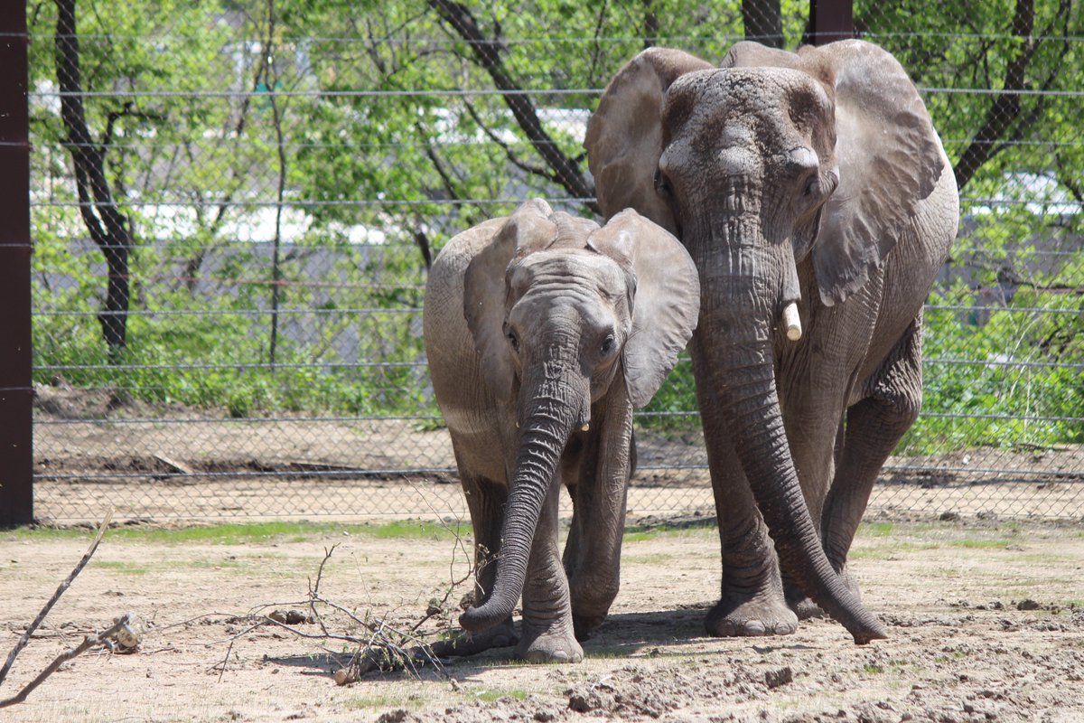 OmahaZoo's tweet photo. 💕💕 Happy Mother’s Day 💕💕 to all of the amazing moms out there, animals included! https://t.co/nqbZCKJ6mD