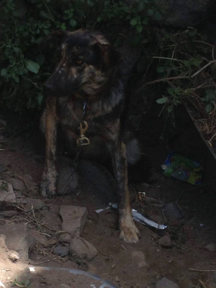 LauCapde's tweet photo. @LaOrotava En este estado se encuentran varios perros en los barrancos de San Felipe y Tafuriaste. https://t.co/PjvrVlOpqJ