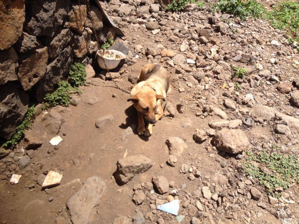 LauCapde's tweet photo. @CECOPAL_Orotava En este estado se encuentran varios perros en los barrancos de San Felipe y Tafuriaste. https://t.co/YliWpuDlIy