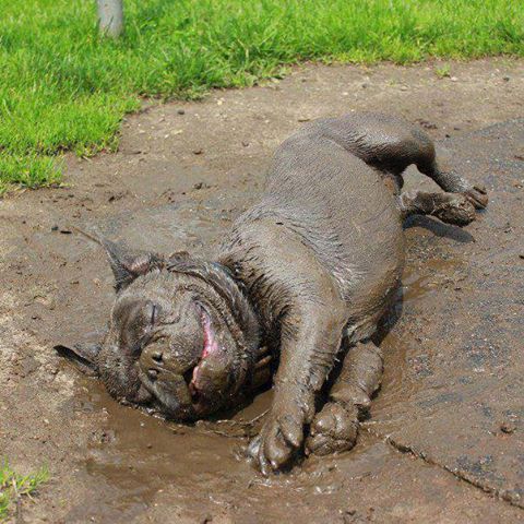 K9Organics's tweet photo. For dogs who love to live a little @k9organics #dogsoftwitter #dogsathome #chillingout #cheshirelife #alsations https://t.co/P6vOtDIkpM