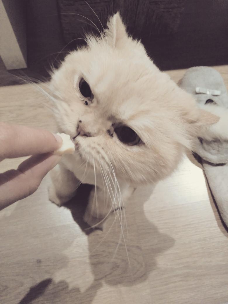 NoemiNaio's tweet photo. #MorirdeAmor #Toulouse #Milindogatito #Sweethome https://t.co/aYLDngRFJL