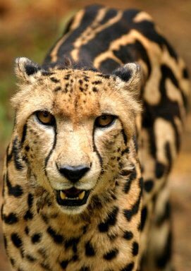 Alexis Twitterissa 36 Le Guepard Royal Est Une Mutation Du Guepard Normal Il Est Nettement Plus Noir Que Les Autres