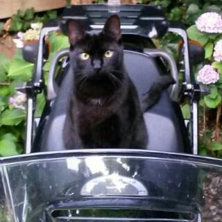 #Vermist zwarte kater omgeving Zuidelijke Spoorstraat #Ede