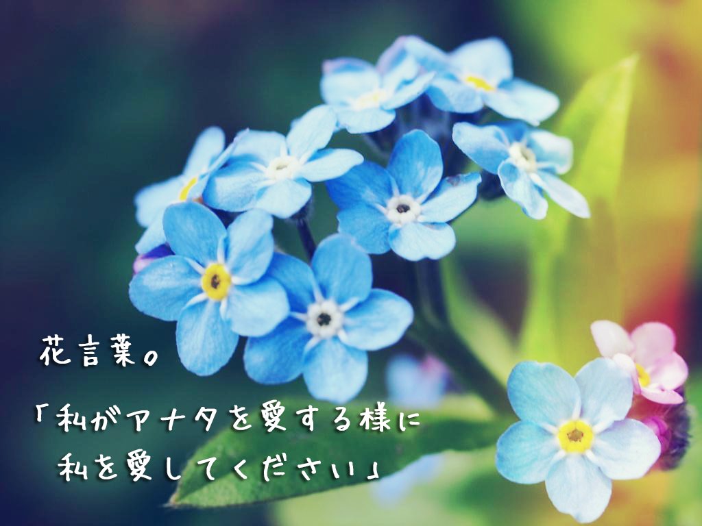 Flower ワスレナグサの花言葉 私がアナタを愛する様に私を愛してください T Co Nprgstnhfi Twitter