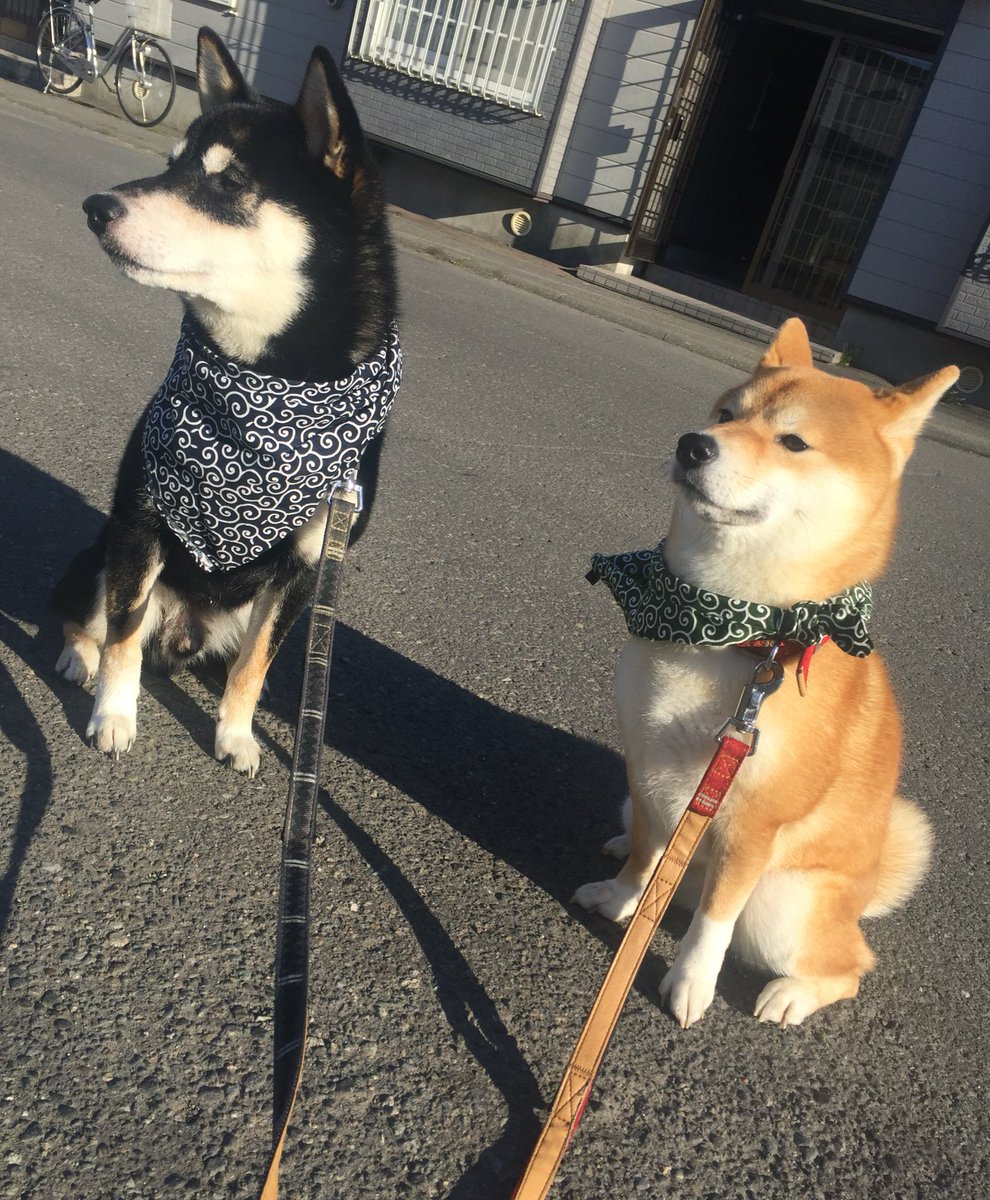 shibaurimaru's tweet photo. 天気いいね☀️
今日は2人ともオシャレしたよ🐶🌟
チビなのに、ウリよりも凛々しいマル😅 https://t.co/7zvUdE6qsj