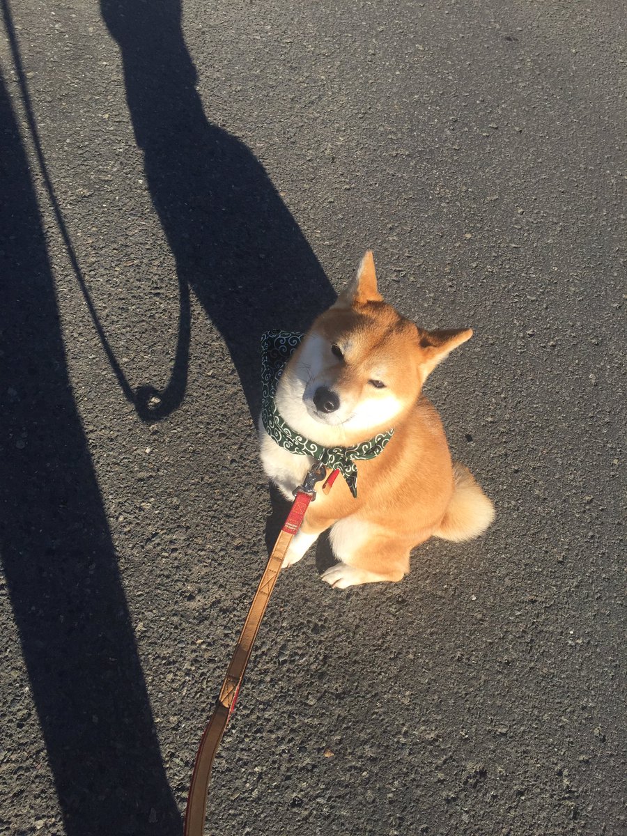shibaurimaru's tweet photo. 天気いいね☀️
今日は2人ともオシャレしたよ🐶🌟
チビなのに、ウリよりも凛々しいマル😅 https://t.co/7zvUdE6qsj