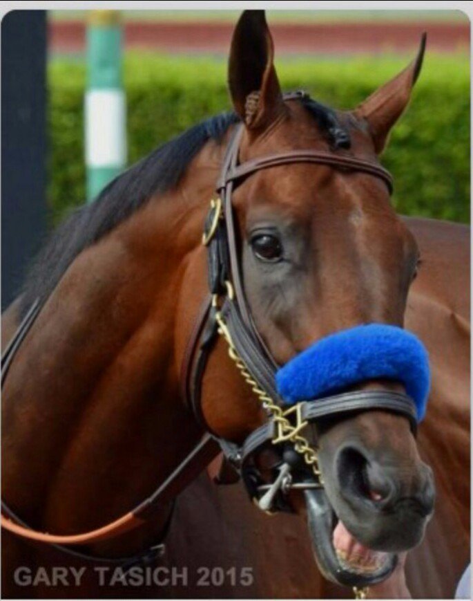 Lisa42482520's tweet photo. RT if this happy guy makes you smile!😃 #champAP 🏇👑👑👑🏆 https://t.co/Mu64Len0w4