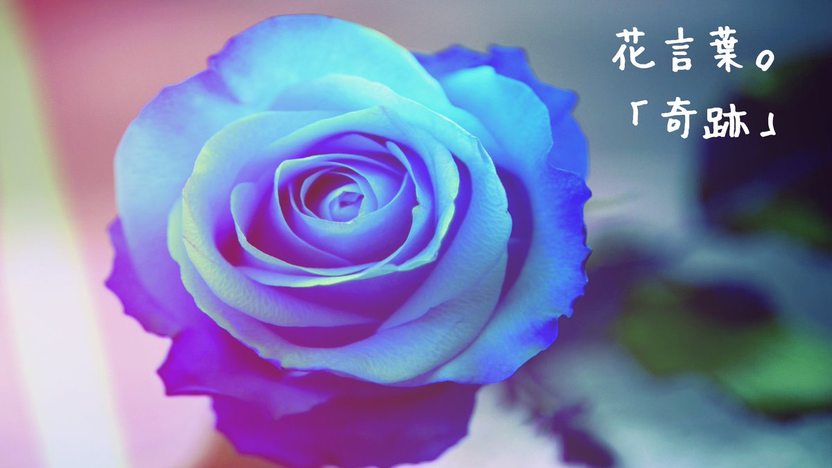 Twitter 上的flower 青いバラの花言葉 奇跡 T Co Rlr1wrwh97 Twitter