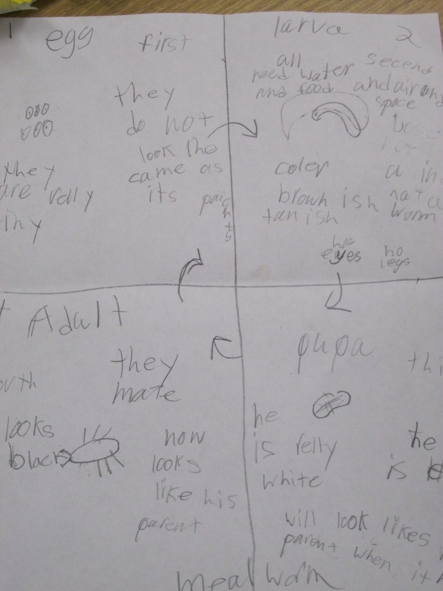 js_murphy66's tweet image. Graphic organizers, sequencing text structure, mealworm life cycle, IN ONE LESSON #signalwords #GWAEA, #washpride