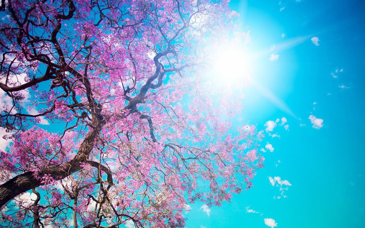 Chaudhary731's tweet image. #beautifulSpring