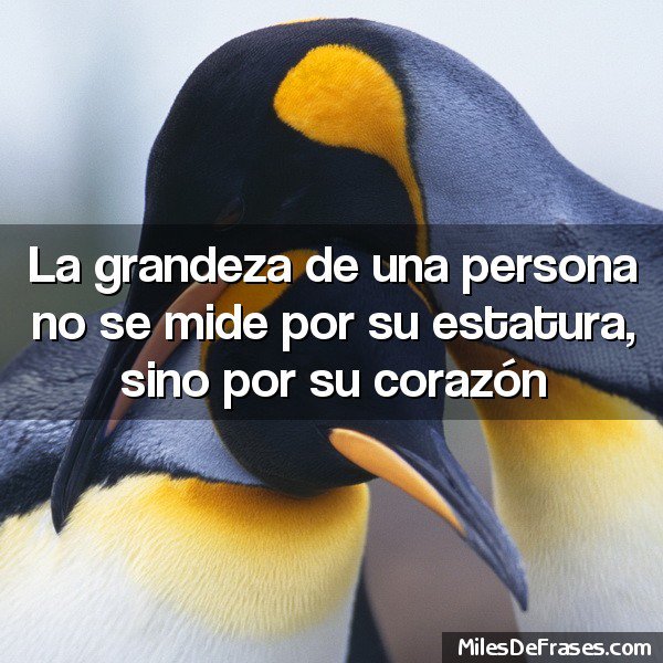 iGreatestQuotes's tweet photo. La grandeza de una persona no se mide por su estatura, sino por su corazón
 #frases #citas https://t.co/joQhTUhqxx