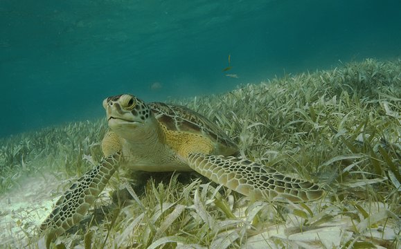 SEEturtles's tweet image. The Belize Barrier Reef is the world’s 2nd longest, home to sea turtles, fish, coral &amp;amp; more buff.ly/1pqZmfv