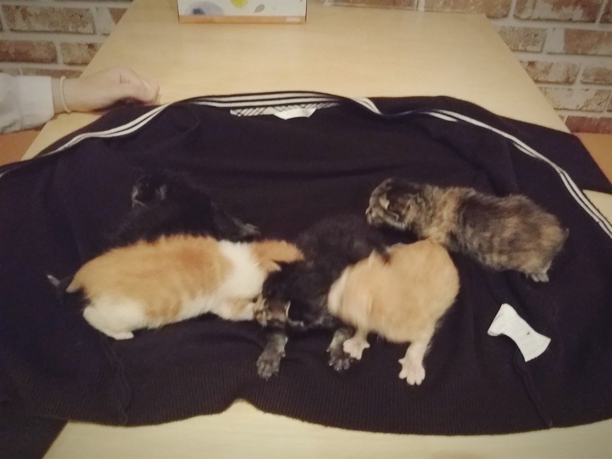 Ksai71_'s tweet photo. rt부탁드립니다!
새끼고양이 데려가주실분을 찾습니다ㅜㅜ

돌보던 길고양이가 새끼5마리를 낳았는데 초등학생들의 괴롭힘으로 스트레스를 많이받아 집에서 임시보호중입니다.  지역은 인천남동구이며 예방접종은 아직 https://t.co/By0d6qg1oq
