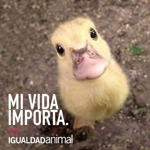 IgualdadAnimal's tweet photo. Claro que sí 😊 #NoalMaltratoAnimal https://t.co/41W1ObQs5S