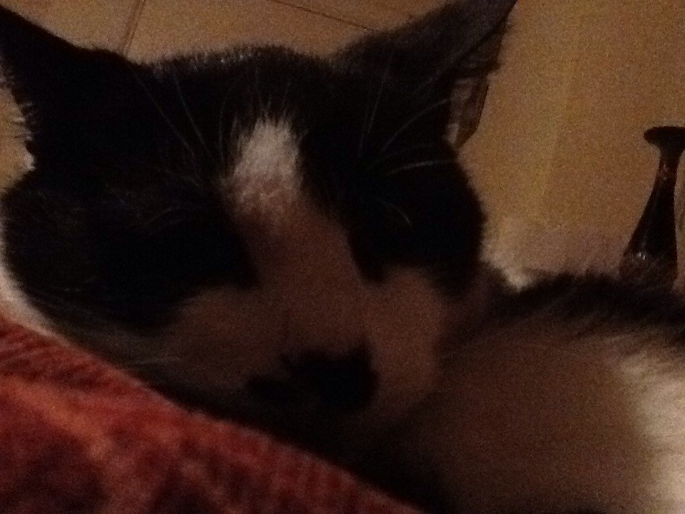 Billuminatis's tweet image. tiny boi