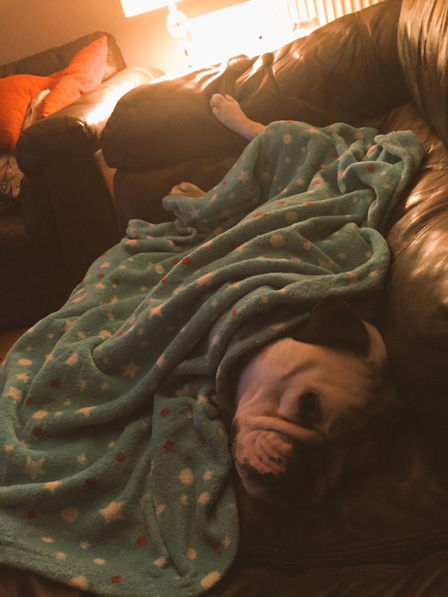 RealWilde's tweet photo. Not loving the late April freezing weather but refuses to cover feet #SocksNeeded #Gus 😍 https://t.co/8crE76fMOD