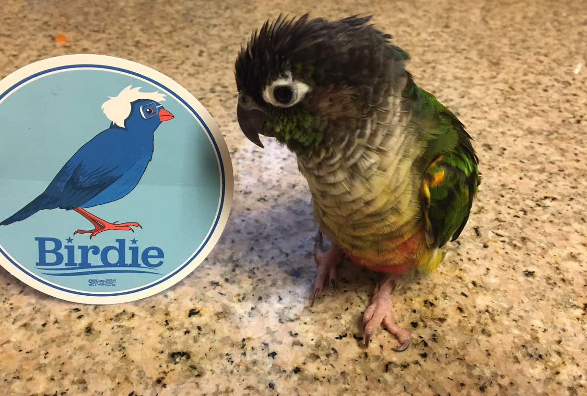 berniebirds's tweet photo. .@People4Bernie #berniebirds unite! https://t.co/k2fh63mEUJ