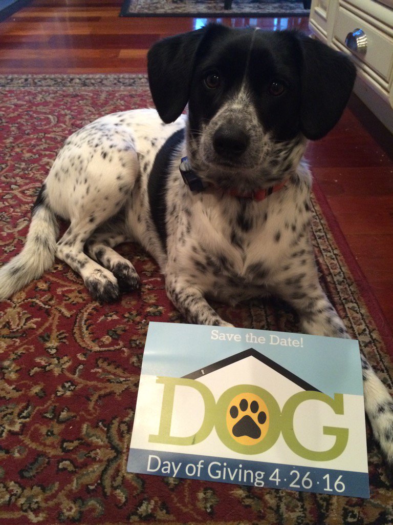 kshimansky's tweet photo. #DOGRaisesTheRuff Pepper raised the ruff today! https://t.co/NTEbxFkM88