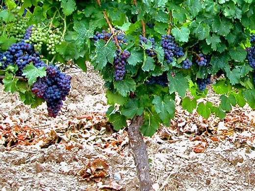 FilomenaGallo55's tweet photo. IO sono la vera VITE e il #Padre Mio è il #vignaiolo..Ogni #tralcio che PORTA #frutto,lo POTA perché porti + #frutto https://t.co/zDpr2ACGFD