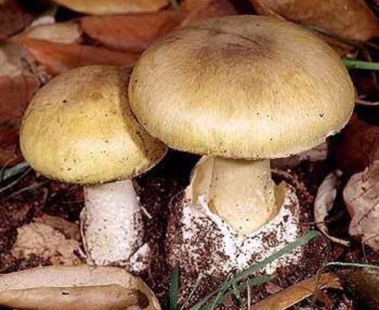 10NewsAdl's tweet photo. SA Health is warning death cap mushrooms have already been found in the Adelaide Hills this season. https://t.co/T14eVtPqEr