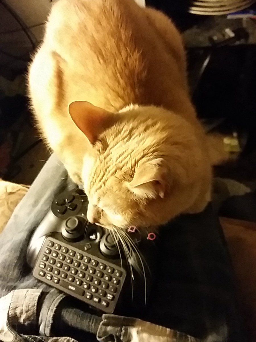 FourStarJack's tweet photo. #catleg is something millions of humans live with everyday #getyourselfchecked https://t.co/DltZv8FTtb