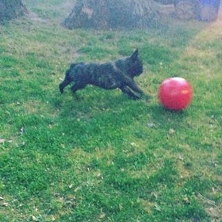 Frenchie_Cute's tweet image. Samson is super-excited about his new Jolly Ball. #jollyball #frenchbulldog  #happybirthday findelight.net/frenbull_detai…