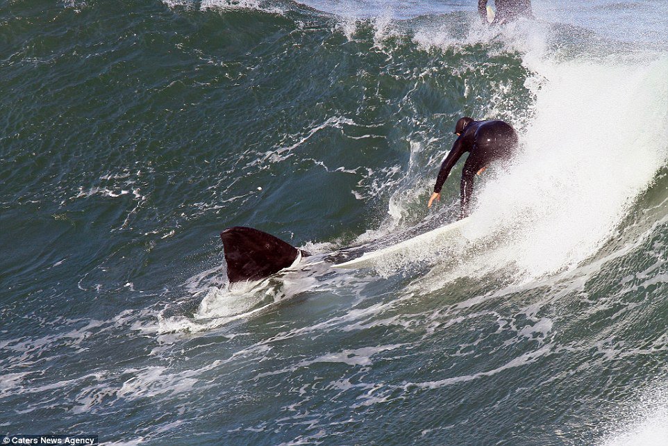oceana's tweet photo. Giant Southern Right #whale plays in the swell with surfers in South Africa https://t.co/KQpk3n09Tw https://t.co/NQkEXHx7YV