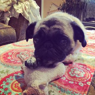 Joy_PhotoCam's tweet photo. I'm being watched. #BabyAlice #pug #pugsofinstagram #pugs #tracymakesit #tracycooksinaustin https://t.co/VoNt3WBQHx https://t.co/qKqN6dDX1E