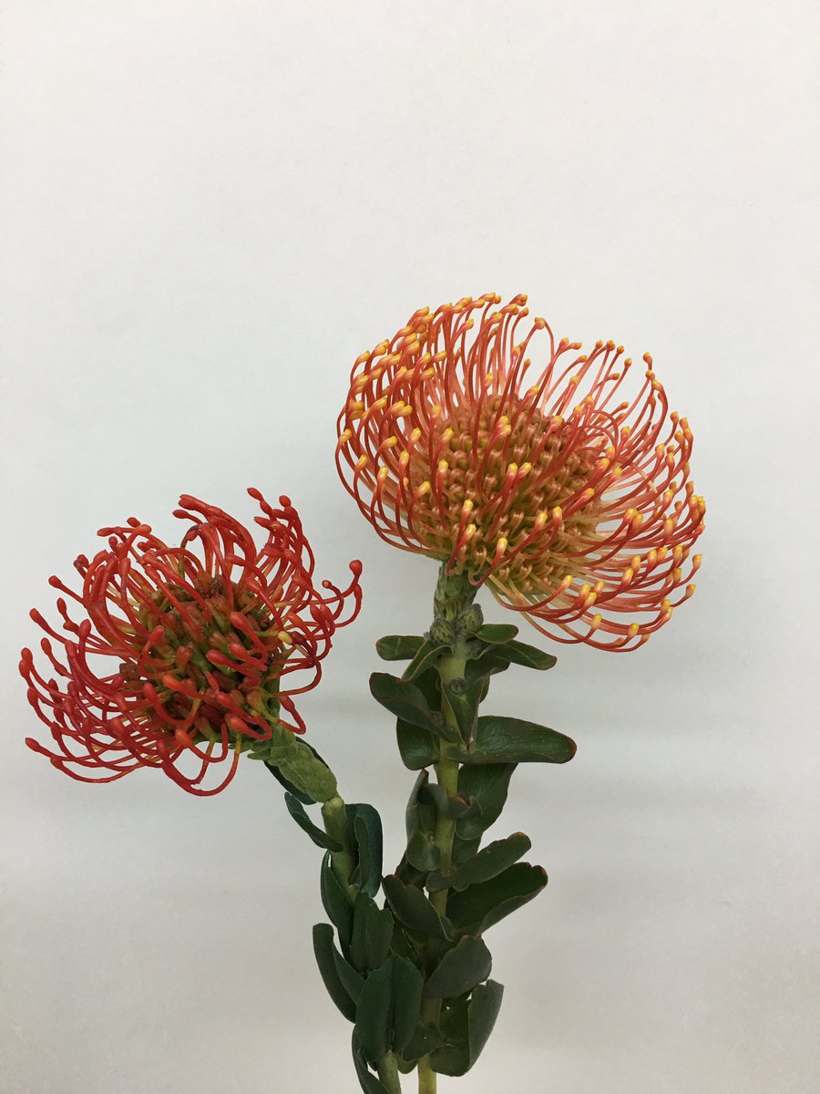 FloralTab's tweet image. ⚔ Silk vs Fresh ⚔