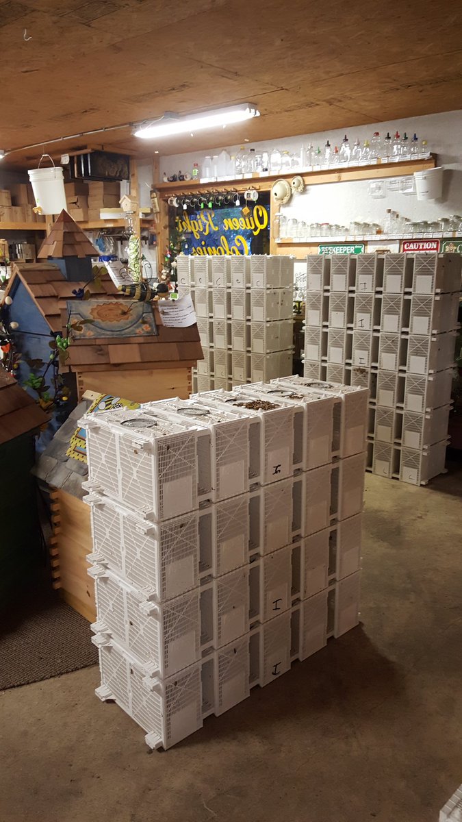 qrcltd's tweet image. These bees are waiting to be picked up. Had to bring them in to stay warm. #beesitting #packagebees