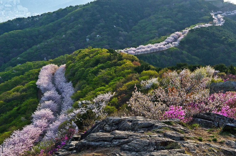 큰 행복을 느끼기 위해선 큰 고통과 불행을 먼저 가져야 한다. 그렇지 않으면 이게 행복인지 어떻게 알겠는가? -레슬리 캐런 
#횡령산의_봄