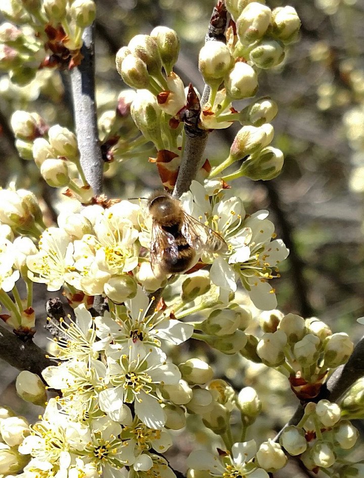 JalmaFarms's tweet photo. Things are really buzzing around the farm. #beachplums
#pollinators #busybees
https://t.co/vQZB3hT2AW https://t.co/Bit8tZWf4N