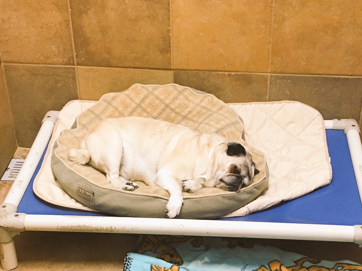 1582Petsmart's tweet photo. Boots is snug as pug on rug and ready for bed! Sweet dreams little friend! 💤😘🐾 @PetSmart @ray_rwest https://t.co/p6o51JqsSf