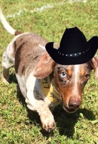 customizeapp's tweet photo. @DogsDressedUp 
Nice hat https://t.co/WbMUwAWhmK