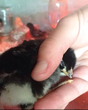 Marcosisss's tweet photo. it doesn't get any cuter than a sleeping baby chicken #oxybirds https://t.co/NZsL0s3Ktb